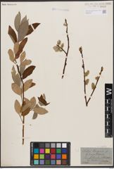 Foto von Salix caprea L.